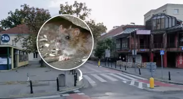 Plaga szczurów w centrum Warszawy. Mieszkańcy boją się wychodzić
