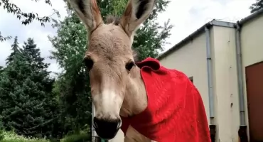 Nie miała szans na przeżycie. Dzięki ludziom Zuzia dostała drugie życie
