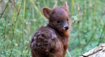 Ma zaledwie kilka tygodni, a podbiła serca tysięcy osób. Warszawskie zoo wybrało dla niej imię