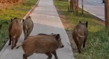 400 dzików do odstrzału. W powiecie otwockim narasta spór