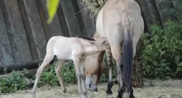 Warszawskie zoo ma nowego mieszkańca. Internauci wybrali mu wyjątkowe imię
